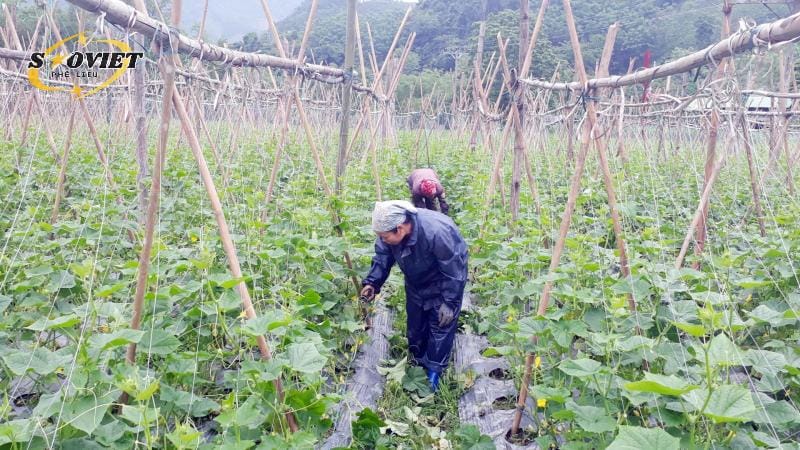 Ứng dụng trong Nông nghiệp